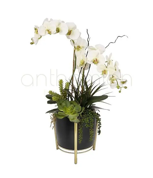Orchid and succulents arrangement