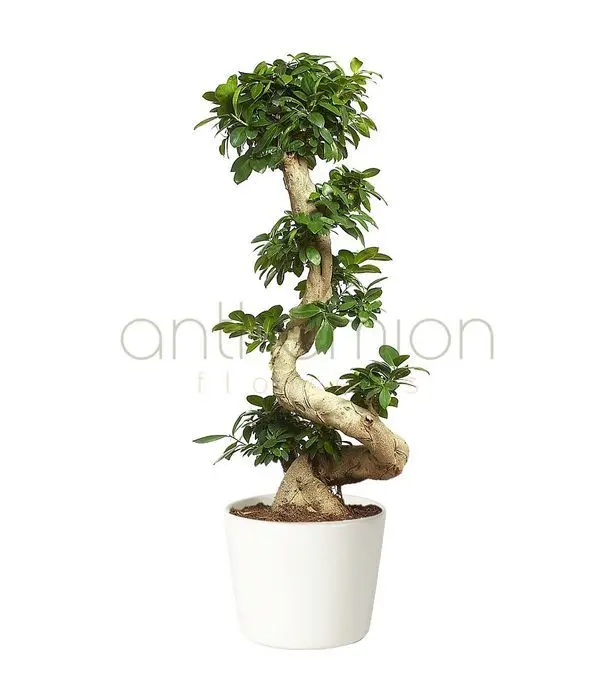 Giant bonsai with twisted trunk (130 cm height)