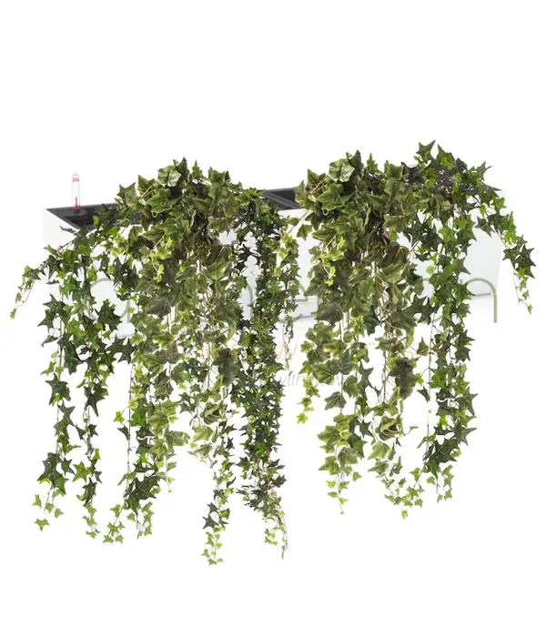 Self watering pot with ivy plants