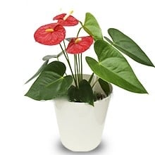 Anturium Plant