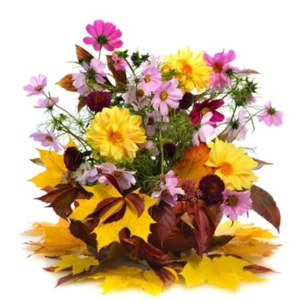 Autumn Leaves (BASE)