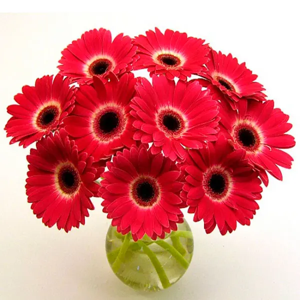 Amore Rosso
