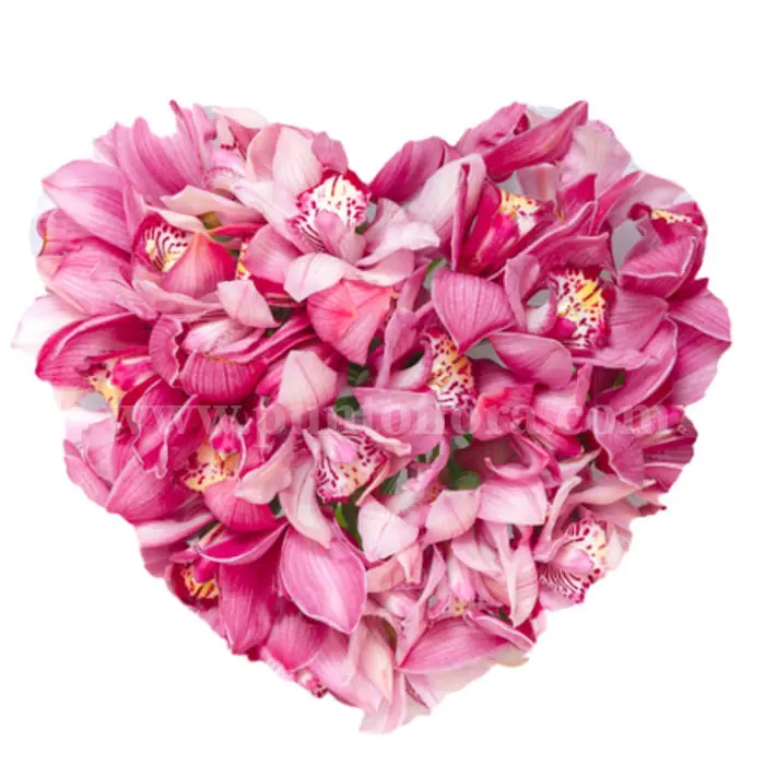 Cuore di Orchidee