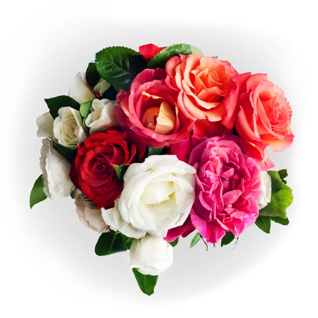 Vento di Rosa