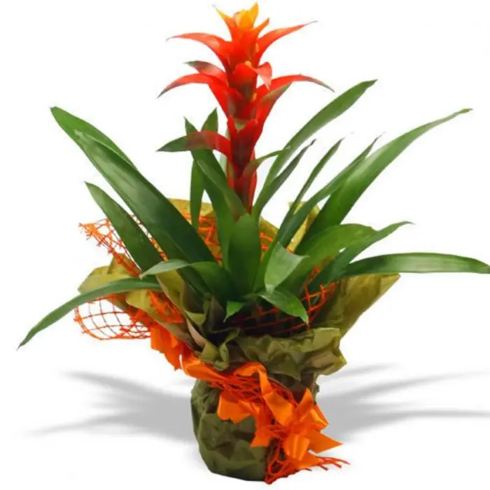 Pianta Guzmania (Medium)