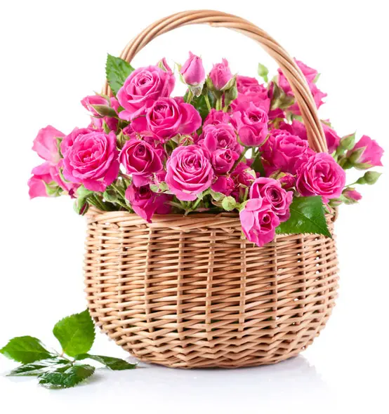 Profumo Rosa