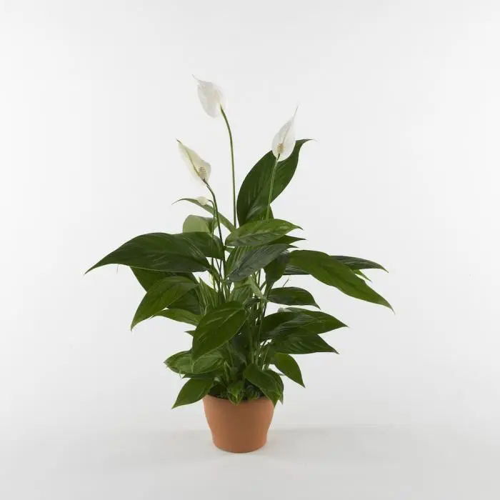 Pianta Spathiphyllum