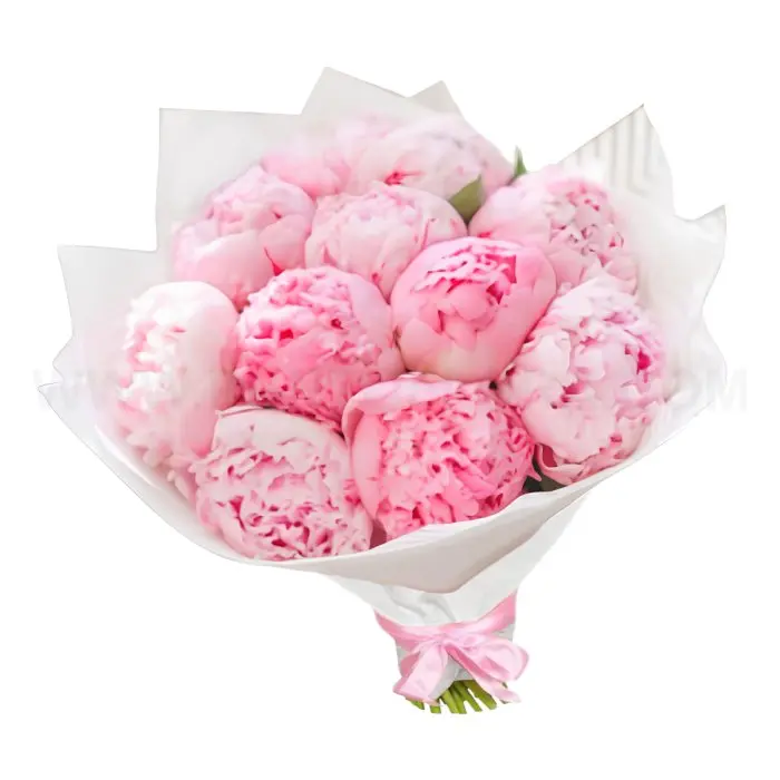 Peonie Rosa