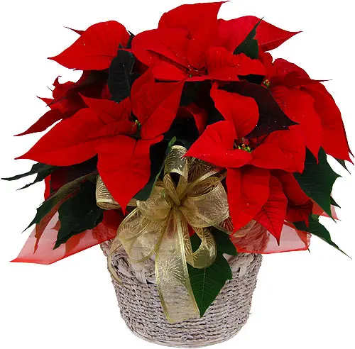 Stella di Natale Rossa