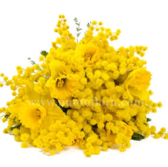 Mimosa e Narcisi