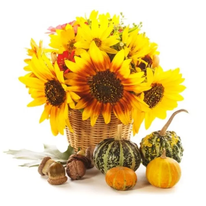 Girasoli in Cesto