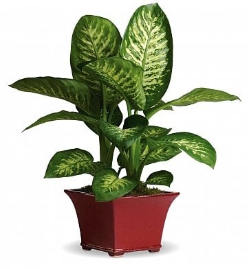 Diffenbachia plant (BASE)