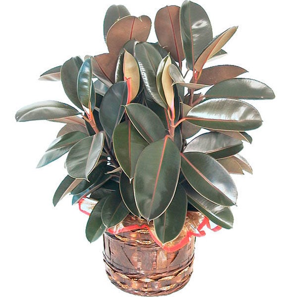 Rubber plant (BASE)