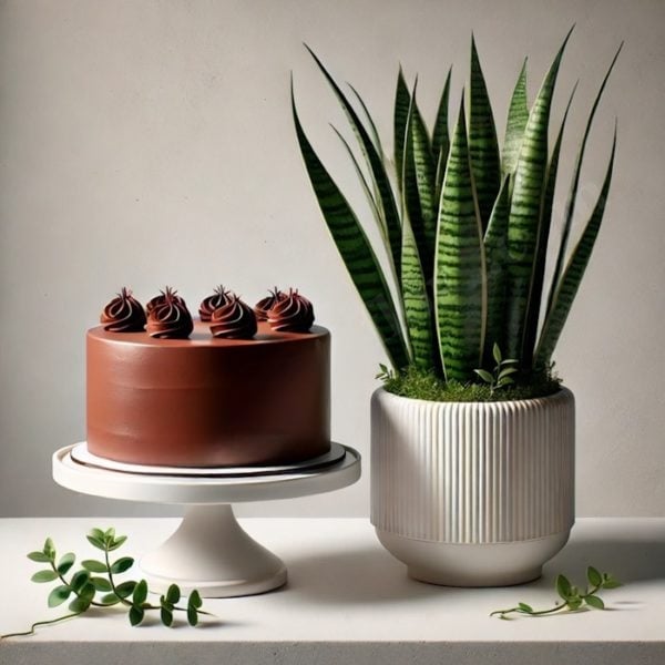 Cake and Sansevieria (BASE)