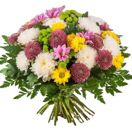 12 Chrysanthemums Selection