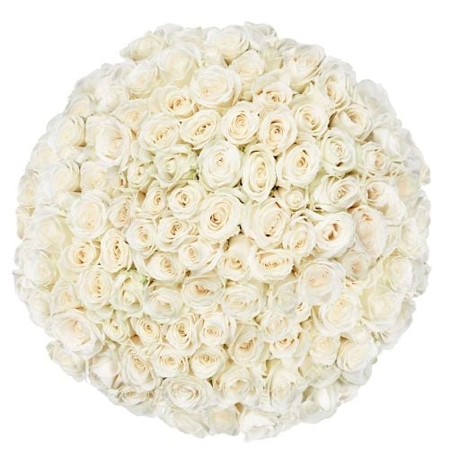 100 Premium white Roses