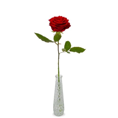 1 premium red rose + vase