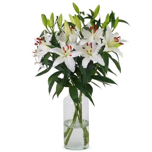 Lilies - White Oriental Lilies (Small)