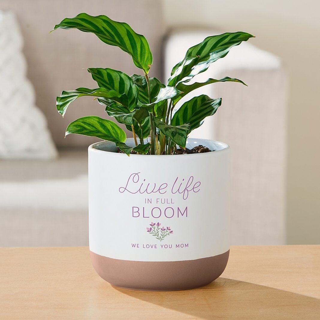 Live Life in Full Bloom Planter