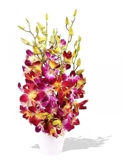Splendeur d'Eden