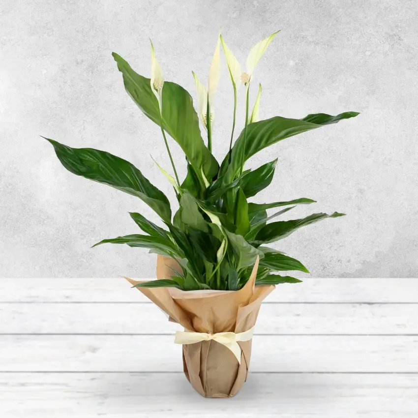 Gift Wrapped Peace Lily