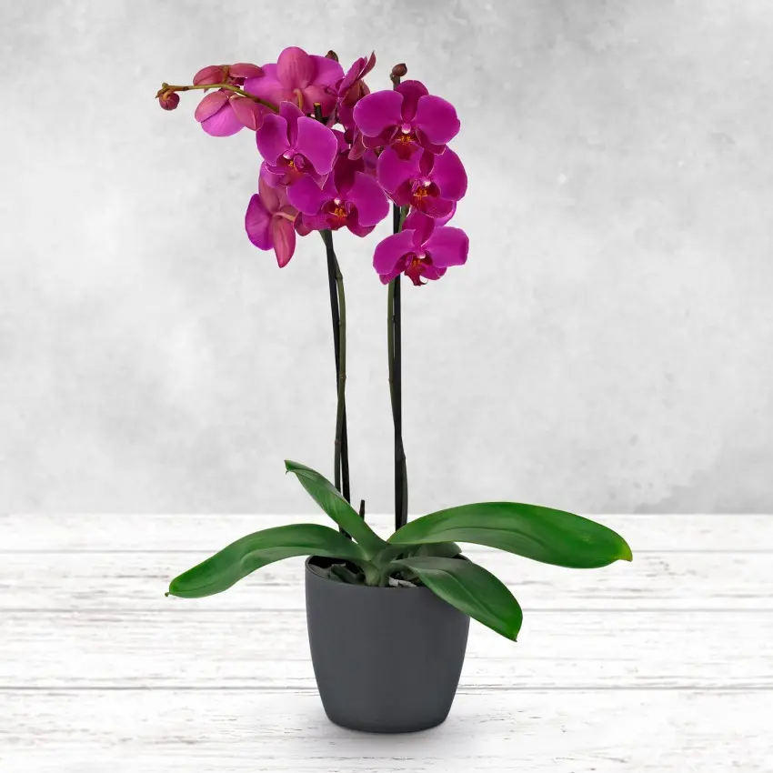 Phalaenopsis Orchid Gift