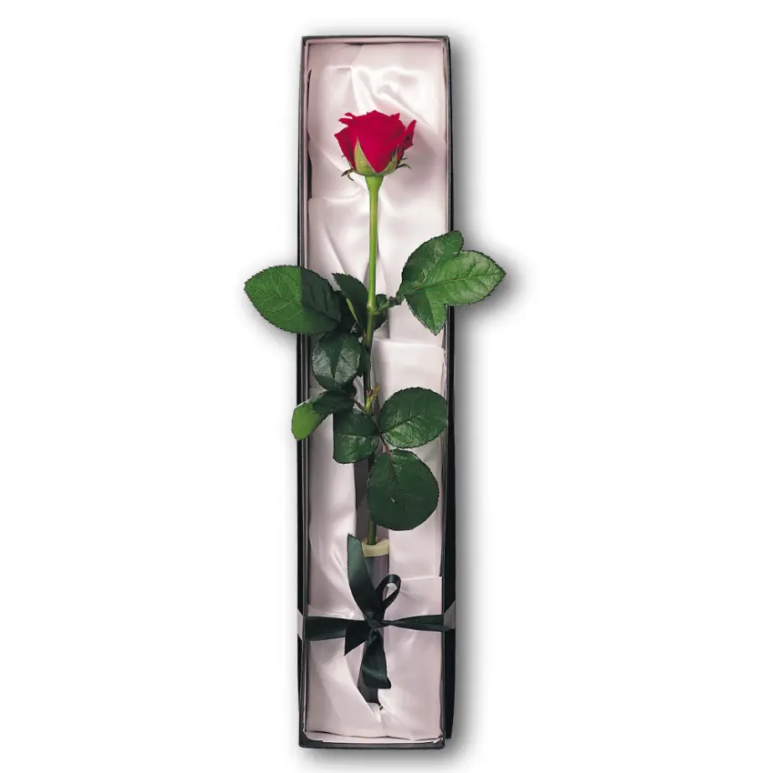 Luxury Single Rose