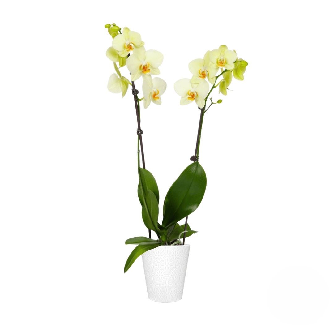 Yellow orchid plant (Refined)