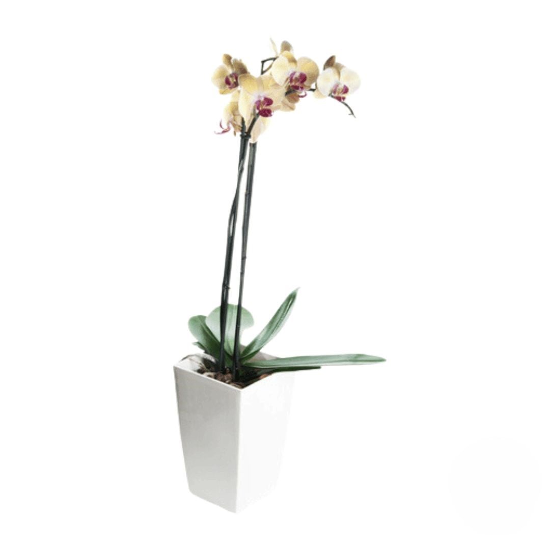 Yellow orchid plant with purple heart (Refined)