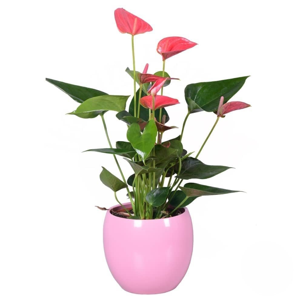 Pink Anthurium Plant (Refined)