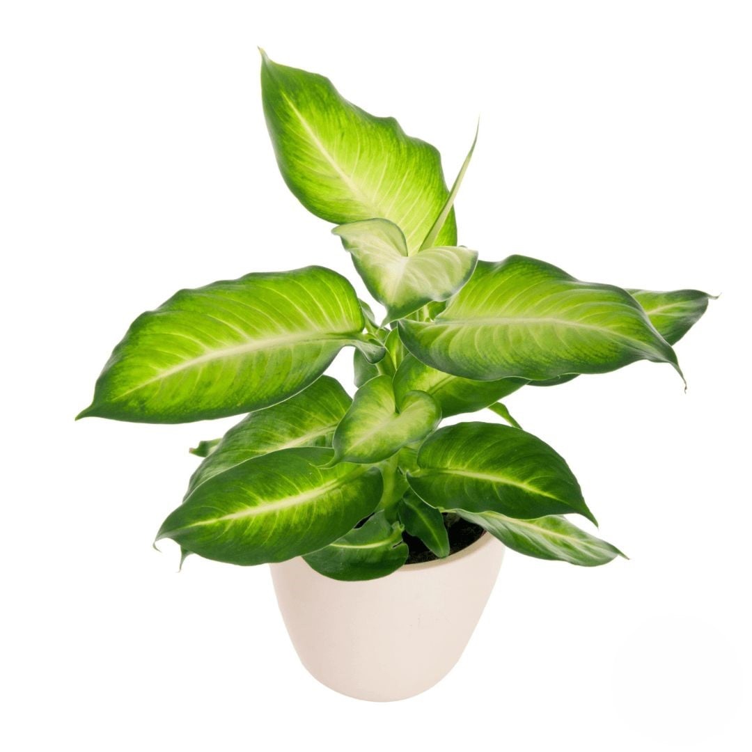 Dieffenbachia (Refined)