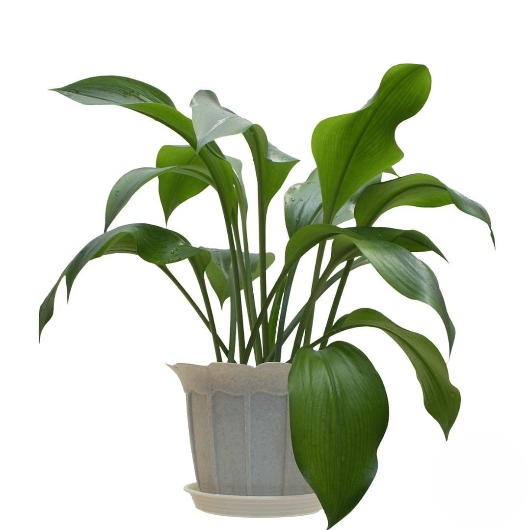 Indoor Green Plant (Refined)