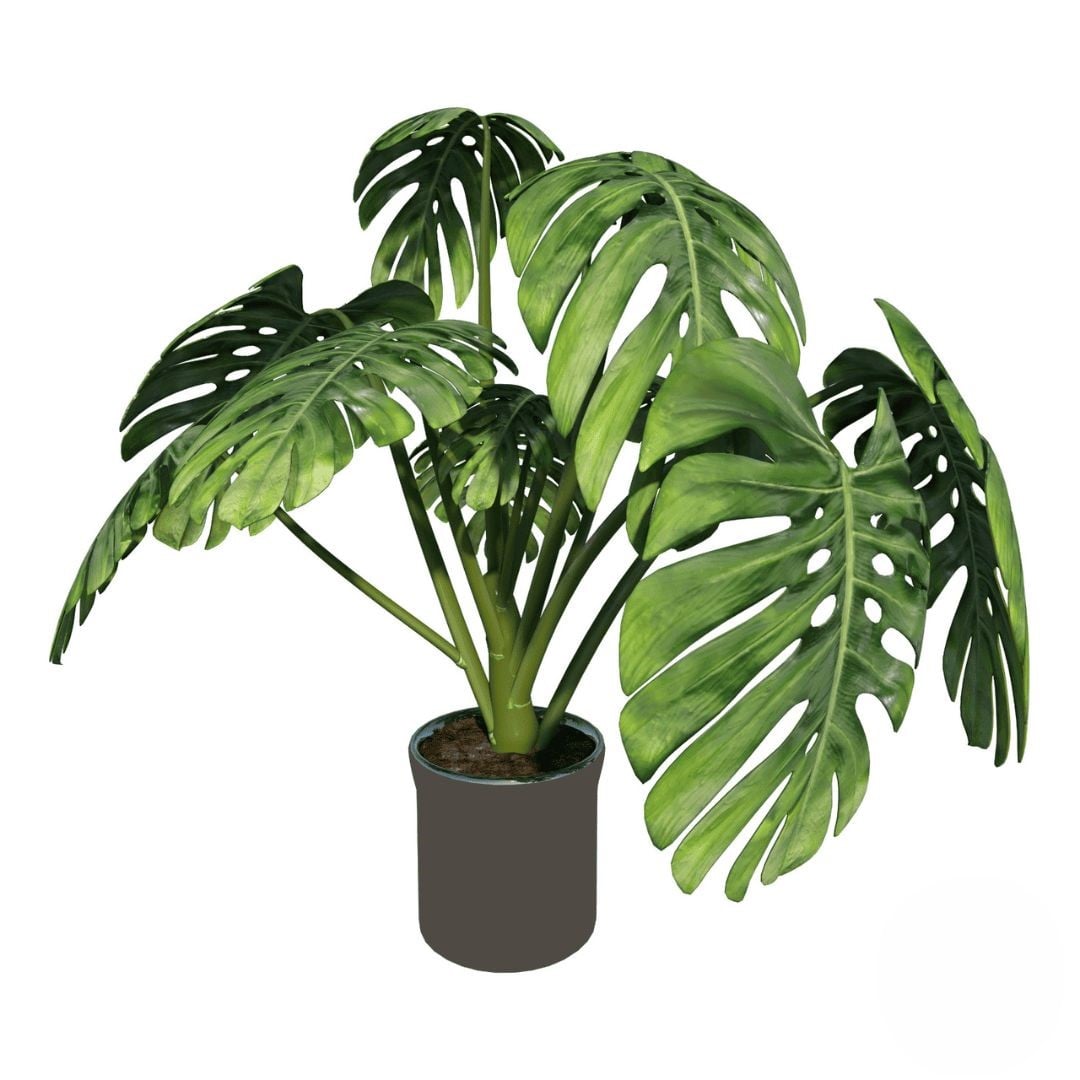 Monstera (Refined)