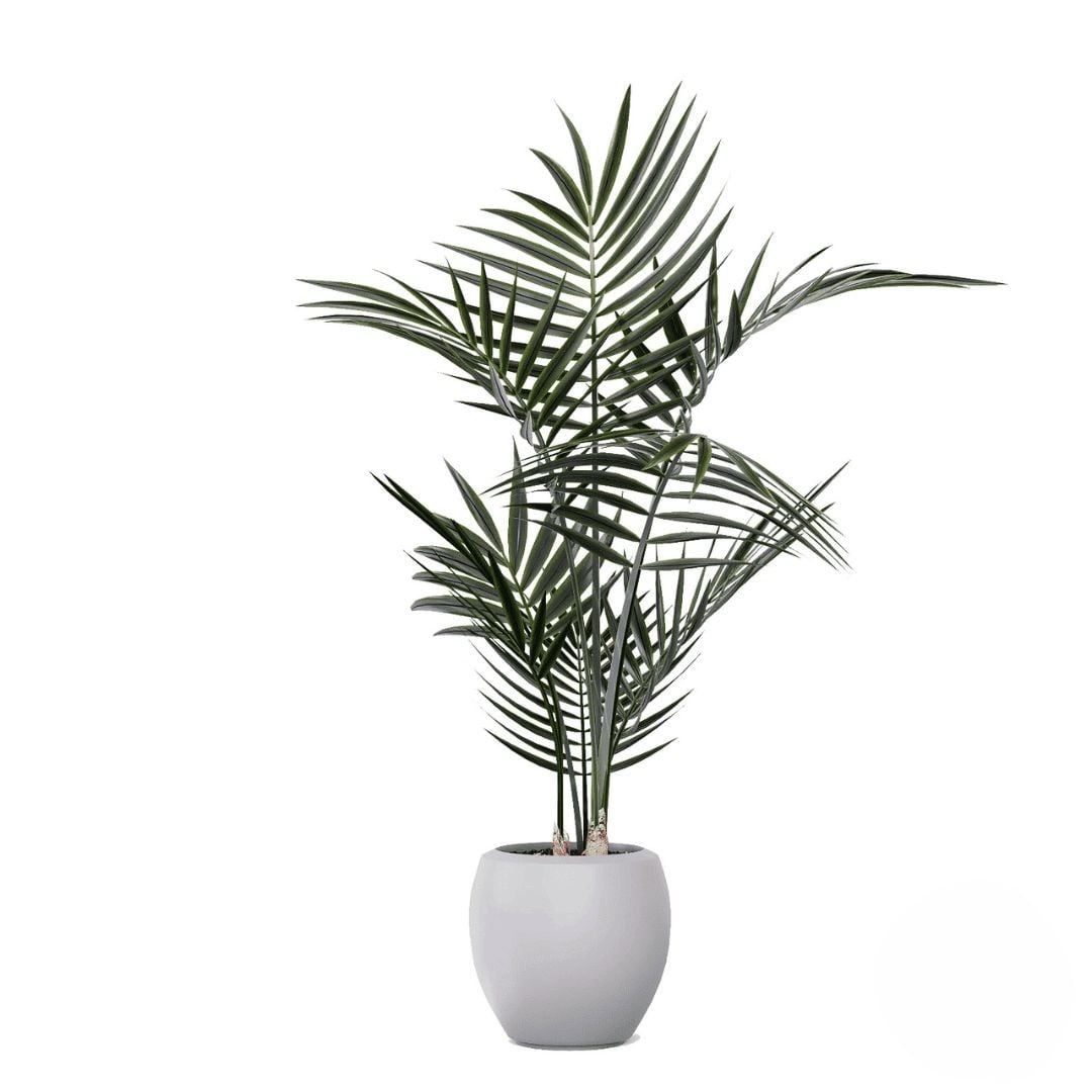 Palm (Refined)