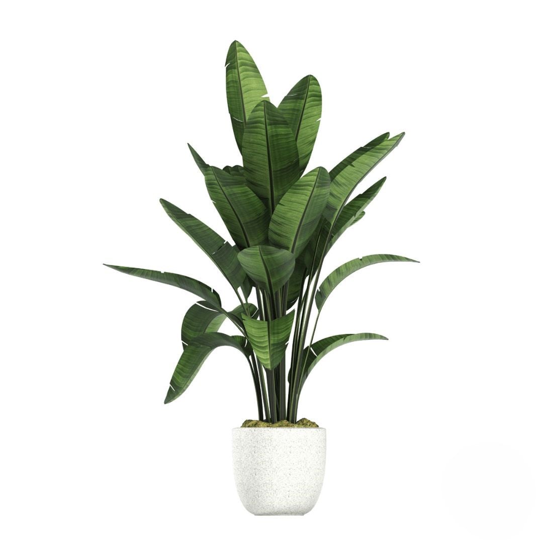 Elegant Potted Green Plant (Refined)