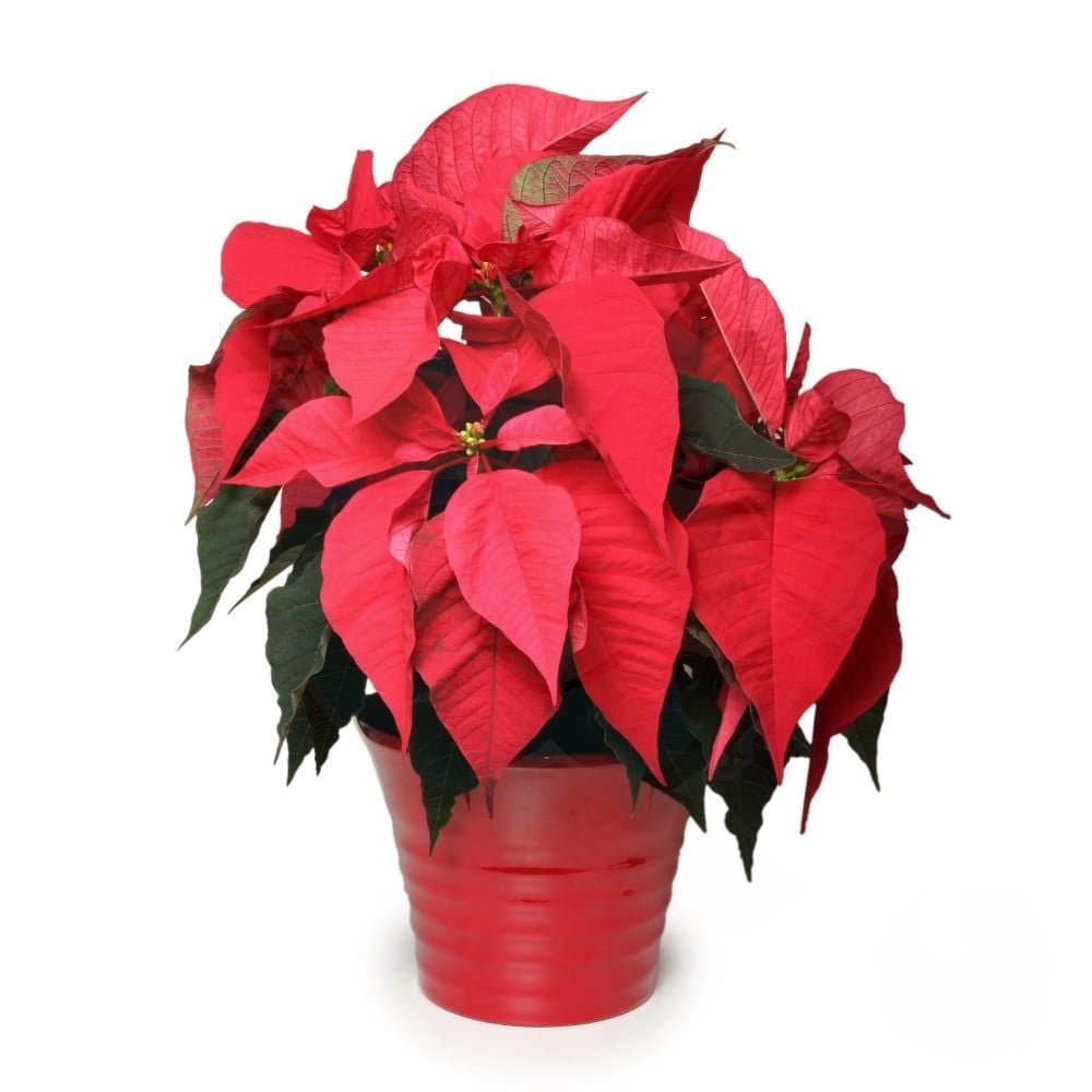 Red poinsettia (Refined)