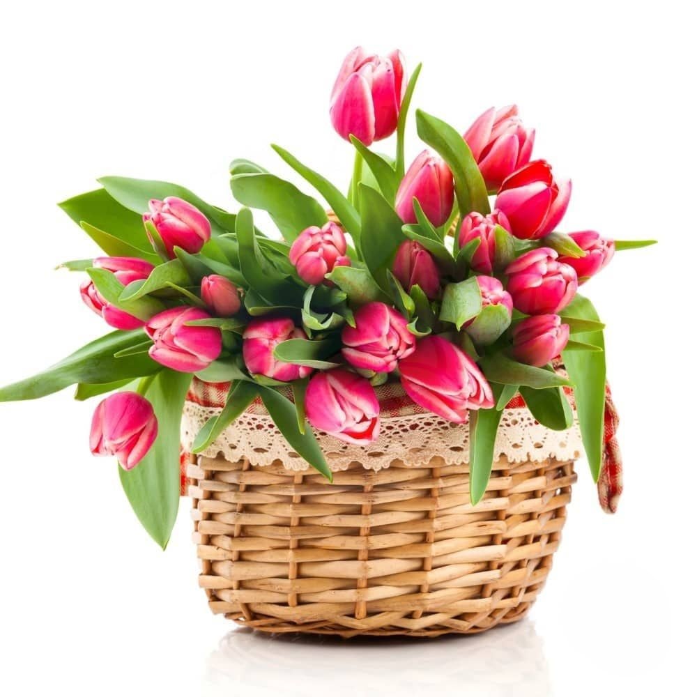 Basket of hot pink tulips (Refined)
