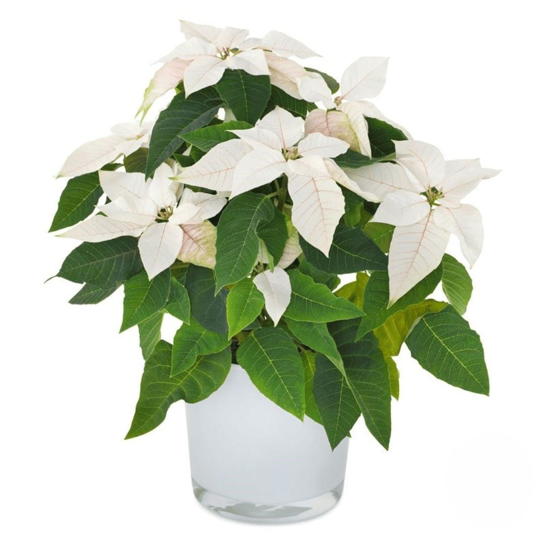 White Poinsettia (Deluxe)