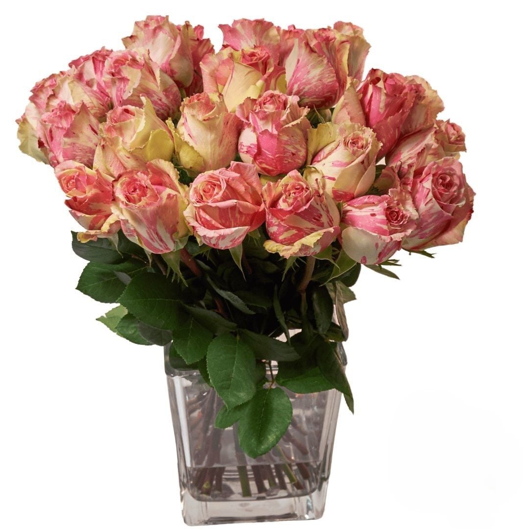 24 Peach Roses (Refined)