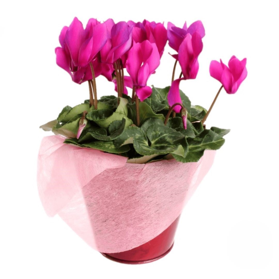 Cyclamen plant (Refined)