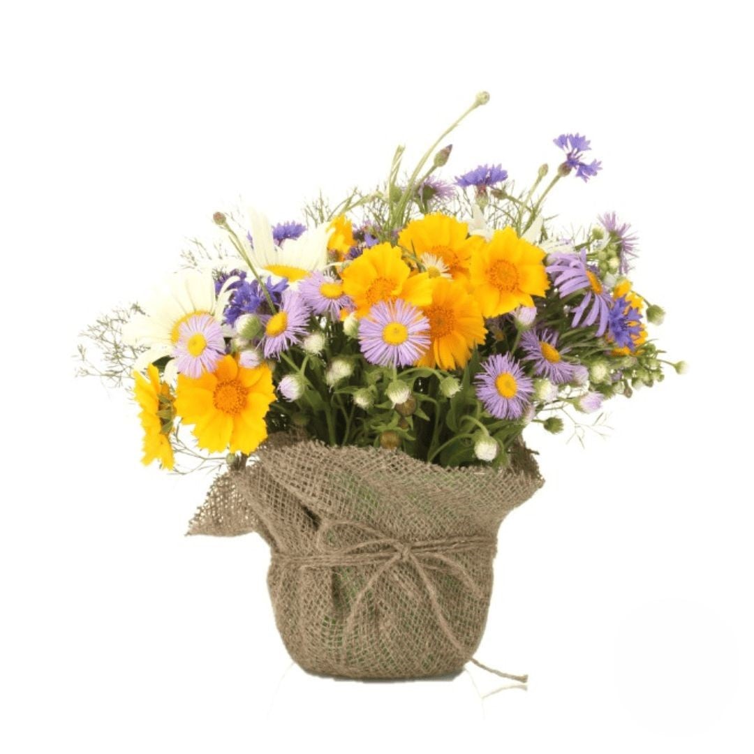 Composition of daisies plants (Refined)