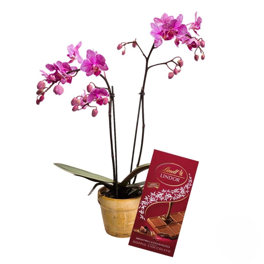 Pink orchid plant with chocolate bar (Refined)