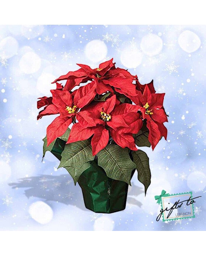 Poinsettia
