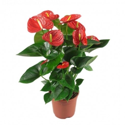 Anthurium Plant