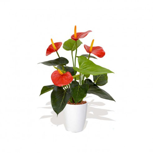 Anthurium Plant With Vase