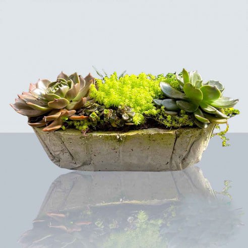 Evergreen Oval Pot