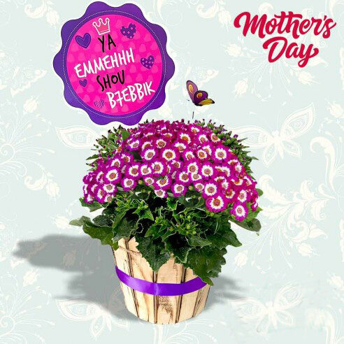 Shu B7Ebbik Mom Purple Cineraria