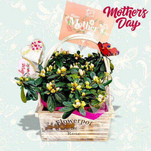 Mini Azalea Wooden Box