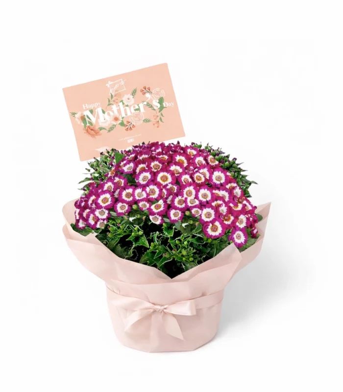 Purple Cineraria Basket
