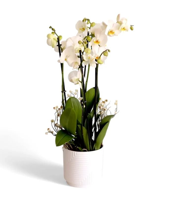 White Orchid Garden